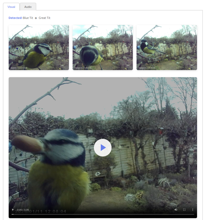 Screenshot from birdbird: images and video player showing garden birds